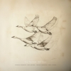 Josefine Cronholm, Kirk Knuffke, Thommy  - Near The Pond: Wild Geese